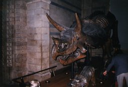 Triceratops