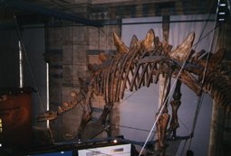 Tuojiangosaurus