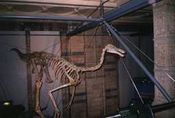 Gallimimus
