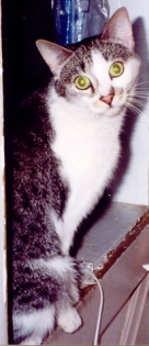 Boone
