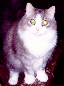 Nermal