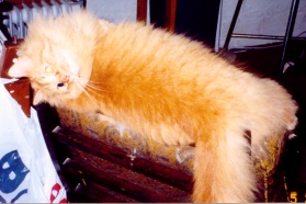 Simba