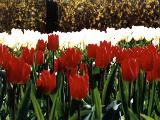 Red and White Tulips