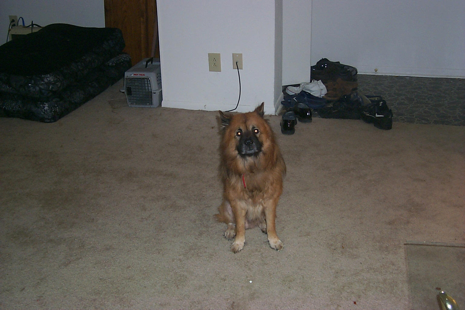 Bear