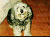 Chewie.JPG (83068 bytes)