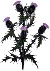 thistle250.GIF (19675 bytes)