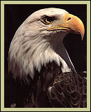 photo of Eagle