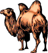 /user/camel.gif