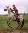 cavalo.jpg (6199 bytes)