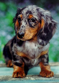 /user/Dachshund.jpg