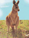roo2.gif (82700 bytes)