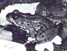 Rugger the Death Frog