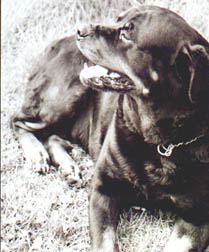 Sinja the Dog I have now