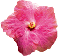 aute1.gif (9166 octets)