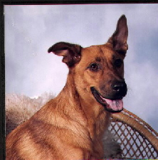 dog.jpg