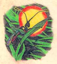 grasshopper tattoo closeup