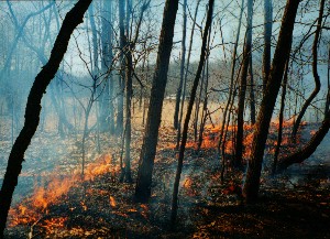 controlled burn