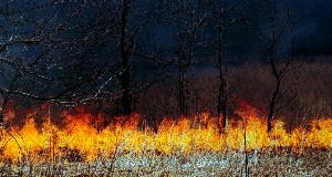 controlled burn