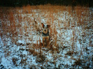 Bootypants in little bluestem