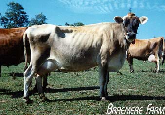 cowslooking