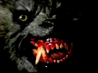 awil2.jpg (7295 bytes)