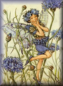 cornflower.jpg (30082 bytes)