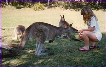 Kanga!