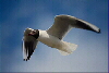 Seagul
