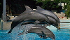 Dolphins