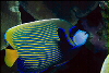 Swimming fish