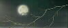 The Moon