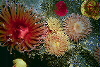 Ocean Life