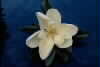 Water Lily