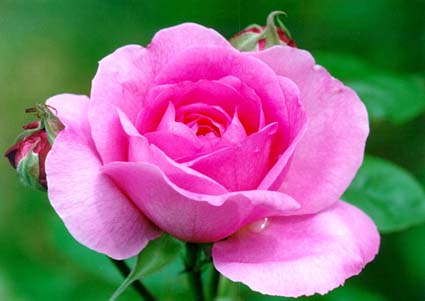 A Beautiful Rose Just For You