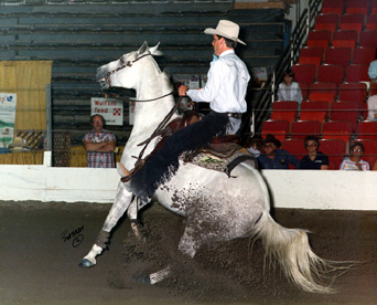 Photo of Sherif de Royale being shown in Purebred Arabian Class A Reining Competition