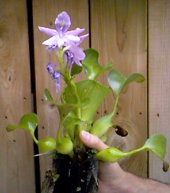 Another picture of water hyacent did not work.