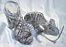 Mshs0012.jpg