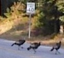 Turkeys near Franconia Notch, K