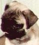 pug4
