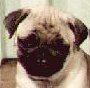 pug5