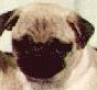 pug6