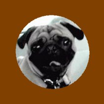 pug8