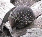 Echidna