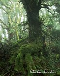 Myrtle Tree in Rainforest