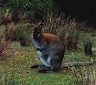 Wallaby