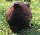 Wombat