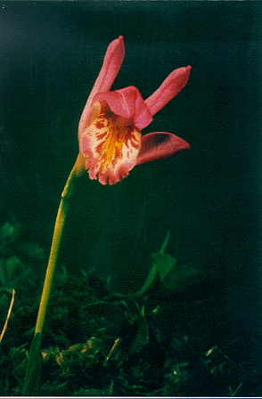ILY flower