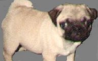 pug1