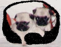 pug3