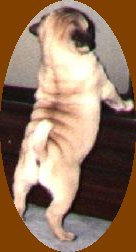 pug9